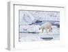 Norway, Svalbard, Polar Bear Sniffing Out Old Carcass-Ellen Goff-Framed Photographic Print