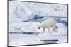 Norway, Svalbard, Polar Bear Sniffing Out Old Carcass-Ellen Goff-Mounted Photographic Print