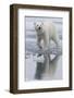 Norway, Svalbard. Polar Bear Walks over Ice-Jaynes Gallery-Framed Photographic Print