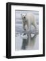Norway, Svalbard. Polar Bear Walks over Ice-Jaynes Gallery-Framed Photographic Print