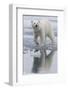 Norway, Svalbard. Polar Bear Walks over Ice-Jaynes Gallery-Framed Photographic Print
