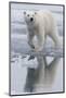 Norway, Svalbard. Polar Bear Walks over Ice-Jaynes Gallery-Mounted Photographic Print