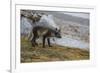 Norway, Svalbard, Spitsbergen. Hornsund, Gnalodden, arctic fox with summer coat.-Cindy Miller Hopkins-Framed Photographic Print