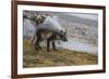 Norway, Svalbard, Spitsbergen. Hornsund, Gnalodden, arctic fox with summer coat.-Cindy Miller Hopkins-Framed Photographic Print