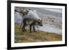 Norway, Svalbard, Spitsbergen. Hornsund, Gnalodden, arctic fox with summer coat.-Cindy Miller Hopkins-Framed Photographic Print