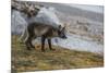 Norway, Svalbard, Spitsbergen. Hornsund, Gnalodden, arctic fox with summer coat.-Cindy Miller Hopkins-Mounted Photographic Print