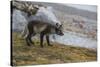 Norway, Svalbard, Spitsbergen. Hornsund, Gnalodden, arctic fox with summer coat.-Cindy Miller Hopkins-Stretched Canvas