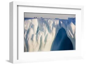 Norway, Svalbard, Spitsbergen. Northern Fulmars Rest Atop Glacier-Jaynes Gallery-Framed Photographic Print