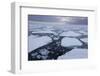 Norway, Svalbard, Spitsbergen. Polar Bear on Sea Ice at Sunset-Jaynes Gallery-Framed Photographic Print