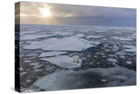 Norway, Svalbard, Spitsbergen. Polar Bear on Sea Ice at Sunset-Jaynes Gallery-Stretched Canvas