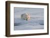 Norway, Svalbard, Spitsbergen. Polar Bear Rests on Sea Ice at Sunrise-Jaynes Gallery-Framed Photographic Print