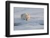 Norway, Svalbard, Spitsbergen. Polar Bear Rests on Sea Ice at Sunrise-Jaynes Gallery-Framed Photographic Print