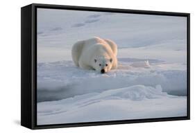 Norway, Svalbard, Spitsbergen. Polar Bear Rests on Sea Ice at Sunrise-Jaynes Gallery-Framed Stretched Canvas