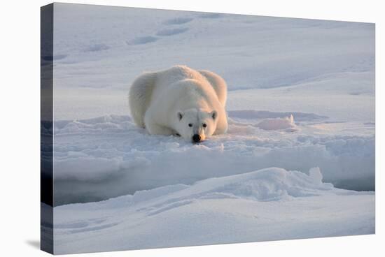 Norway, Svalbard, Spitsbergen. Polar Bear Rests on Sea Ice at Sunrise-Jaynes Gallery-Stretched Canvas