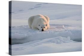 Norway, Svalbard, Spitsbergen. Polar Bear Rests on Sea Ice at Sunrise-Jaynes Gallery-Stretched Canvas