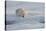 Norway, Svalbard, Spitsbergen. Polar Bear Rests on Sea Ice at Sunrise-Jaynes Gallery-Stretched Canvas