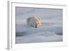 Norway, Svalbard, Spitsbergen. Polar Bear Rests on Sea Ice at Sunrise-Jaynes Gallery-Framed Photographic Print