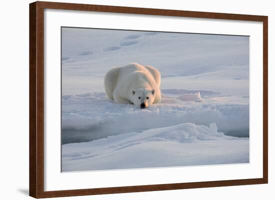 Norway, Svalbard, Spitsbergen. Polar Bear Rests on Sea Ice at Sunrise-Jaynes Gallery-Framed Photographic Print