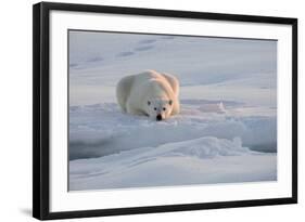 Norway, Svalbard, Spitsbergen. Polar Bear Rests on Sea Ice at Sunrise-Jaynes Gallery-Framed Photographic Print