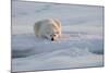 Norway, Svalbard, Spitsbergen. Polar Bear Rests on Sea Ice at Sunrise-Jaynes Gallery-Mounted Photographic Print