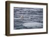 Norway, Svalbard, Spitsbergen. Polar Bear Rests on Sea Ice-Jaynes Gallery-Framed Photographic Print