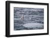 Norway, Svalbard, Spitsbergen. Polar Bear Rests on Sea Ice-Jaynes Gallery-Framed Photographic Print