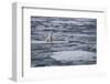 Norway, Svalbard, Spitsbergen. Polar Bear Rests on Sea Ice-Jaynes Gallery-Framed Photographic Print