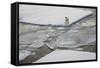 Norway, Svalbard, Spitsbergen. Polar Bear Stands on Sea Ice-Jaynes Gallery-Framed Stretched Canvas