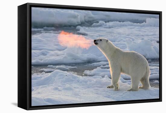 Norway, Svalbard, Spitsbergen. Polar Bear with Backlit Breath-Jaynes Gallery-Framed Stretched Canvas