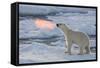 Norway, Svalbard, Spitsbergen. Polar Bear with Backlit Breath-Jaynes Gallery-Framed Stretched Canvas