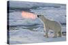 Norway, Svalbard, Spitsbergen. Polar Bear with Backlit Breath-Jaynes Gallery-Stretched Canvas