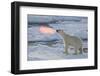 Norway, Svalbard, Spitsbergen. Polar Bear with Backlit Breath-Jaynes Gallery-Framed Photographic Print