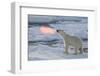 Norway, Svalbard, Spitsbergen. Polar Bear with Backlit Breath-Jaynes Gallery-Framed Photographic Print