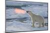 Norway, Svalbard, Spitsbergen. Polar Bear with Backlit Breath-Jaynes Gallery-Mounted Photographic Print