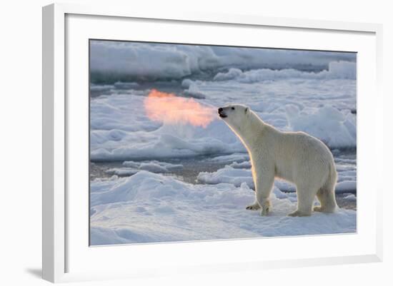 Norway, Svalbard, Spitsbergen. Polar Bear with Backlit Breath-Jaynes Gallery-Framed Photographic Print