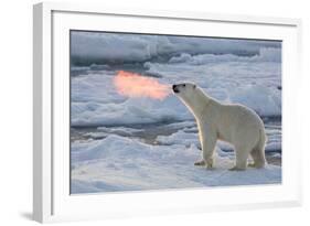 Norway, Svalbard, Spitsbergen. Polar Bear with Backlit Breath-Jaynes Gallery-Framed Photographic Print