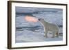 Norway, Svalbard, Spitsbergen. Polar Bear with Backlit Breath-Jaynes Gallery-Framed Photographic Print