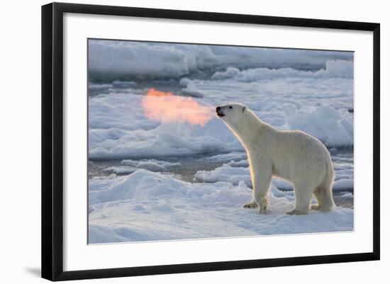 Norway, Svalbard, Spitsbergen. Polar Bear with Backlit Breath-Jaynes Gallery-Framed Photographic Print