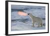 Norway, Svalbard, Spitsbergen. Polar Bear with Backlit Breath-Jaynes Gallery-Framed Photographic Print