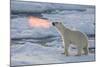 Norway, Svalbard, Spitsbergen. Polar Bear with Backlit Breath-Jaynes Gallery-Mounted Photographic Print