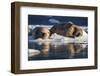 Norway, Svalbard, Spitsbergen. Walrus on Ice-Jaynes Gallery-Framed Premium Photographic Print