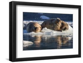 Norway, Svalbard, Spitsbergen. Walrus on Ice-Jaynes Gallery-Framed Premium Photographic Print