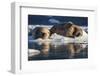 Norway, Svalbard, Spitsbergen. Walrus on Ice-Jaynes Gallery-Framed Premium Photographic Print