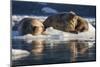 Norway, Svalbard, Spitsbergen. Walrus on Ice-Jaynes Gallery-Mounted Premium Photographic Print