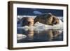 Norway, Svalbard, Spitsbergen. Walrus on Ice-Jaynes Gallery-Framed Photographic Print