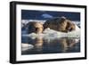 Norway, Svalbard, Spitsbergen. Walrus on Ice-Jaynes Gallery-Framed Photographic Print