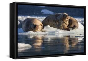 Norway, Svalbard, Spitsbergen. Walrus on Ice-Jaynes Gallery-Framed Stretched Canvas