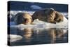 Norway, Svalbard, Spitsbergen. Walrus on Ice-Jaynes Gallery-Stretched Canvas