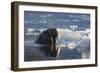 Norway, Svalbard, Spitsbergen. Walrus Surfaces in Water-Jaynes Gallery-Framed Photographic Print