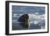 Norway, Svalbard, Spitsbergen. Walrus Surfaces in Water-Jaynes Gallery-Framed Photographic Print